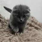 قطط سكوتش فولد وستريت للتبني برسوم القطط مطعمه