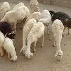 ضان حريات حرش