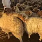 انا في حفر الباطن اقدر اشتريك واشوفلك حلال طيبه وسعر مناسب