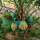 نخل مثمر نقايل إخلاص سكري برحي صقعي شيشي هلالي مجدول واشنطني