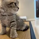 سكوتش دبل فولد