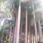 نخل ملوكي فاخر