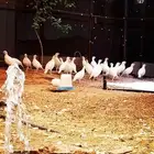 فروخ حجل روسي