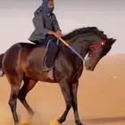 حصان شعبي