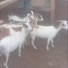 6 عنقان