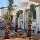 نخيل للبيع فسايل فروخ واشنطني صقعي خلاص مجدول سكري برحي هلال