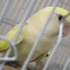 دكر روز اينو محلل بشهدة الفحص