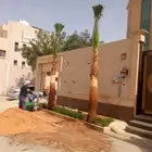 نخل زينه نخيل واشنطنيا ابو مروحه ملكي للبيع نحيف واشنطني