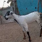 جفره بيشيه