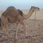 قعود على حليب أمه