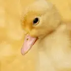 بط بكيني للبيع التواصل خاص