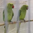 ببغاء