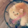 قطوه شيرازيه أنثى للبيع 