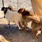 طلي مشروع فحل و3 رخال نعيميات مقنوي لاعلي سوم