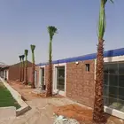 نخيل واشنطني زينه نخيل عربي