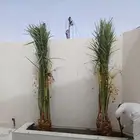 تحت اشراف ابو علي لتوريد وتركيب انخيل