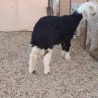 خروف نجدي ذبيحه