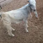 للبيع تيس بلدي .. الجبيل