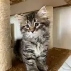 قطط شيرازي ماين كون للبيع