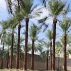 نخل واشنطن نخل عربي ليمون برتقال حمضيات زيتون اشجار
