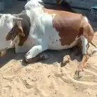 ثور للبيع سليم من جميع المراض