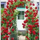 أشجار ورود شبكات الري