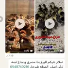 اسلام عليكم للبيع صيصان دجاج وصيصان بط مصري