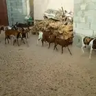 للبيع غنم جنوبي وعماني مخلوطه مشريك