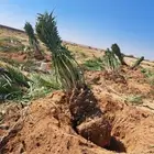 يوجد لدين جميع أنواع انخيل ونوصل في انح المملكة