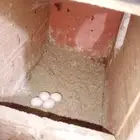 زوج كراون منتج  حاليا جابو اربع بيضات.