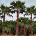 يوجد لدينا نخل واشنطني زينه بكل المقاسات وبسعار مناسبه