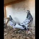 زوج باكستاني طيار شرط صحه ونظافه على السوم الموقع مليجه