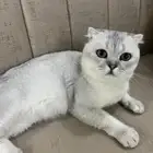 سكوتش تربل فولد ذكر