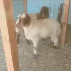 خروفين نعيم 6شهور فل مفاطيح وثلاجة ضواحي الجبيل