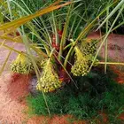 نخل مثمر للبيع نقايل فسائل صقعي برحي سكري شيشي مجدول عجوه غر