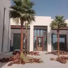اشجار نخيل واشنطونيا ونخل عربي
