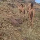 قعدان