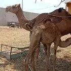 خلفتين منوة المتمنح