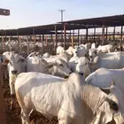 متوفر لدينا عجول برازيلى جذعان