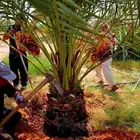 نخل مثمر واشنطني واشنطونيا نقايل جثايث اخلاص سكري برحي صقعي