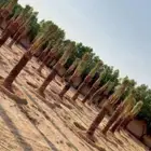 نقوم بزراعة جميع انواع النخيل