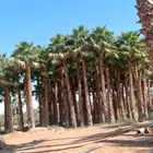 نخل واشنطن امريكي