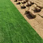 ترتيب الاشجار وزراعة التيل الطبيعي والتيل الصناعي
