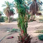 نقوم بقلع وغرس النخيل وتوريد وتركيب