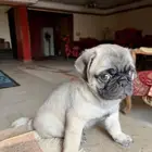 للبيع كلب بج bug بيور بق