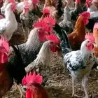 ديوك للذبح ماشاءالله اعمار خمس شهور
