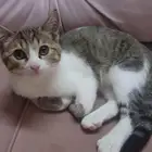 قط منزلي للبيع من سلاله تركيه