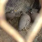 للبيع حجل بريه لا يجي إلى صامل العدد 7 اربع اناثي و3ذكر.