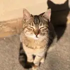 استقبال القطط
