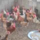 Peace be upon you good people I have a yearold chicken that